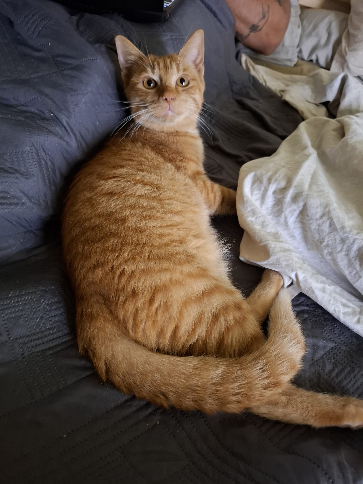 Gatto 5